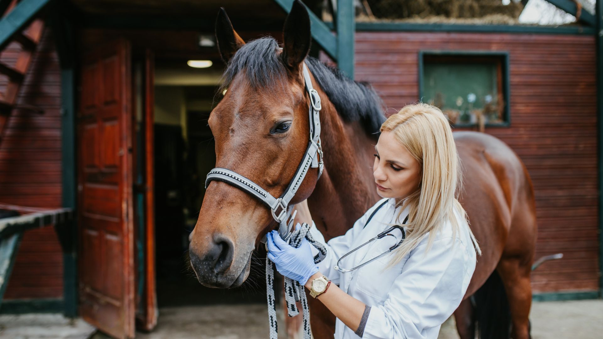 Common Health Problems with Horses