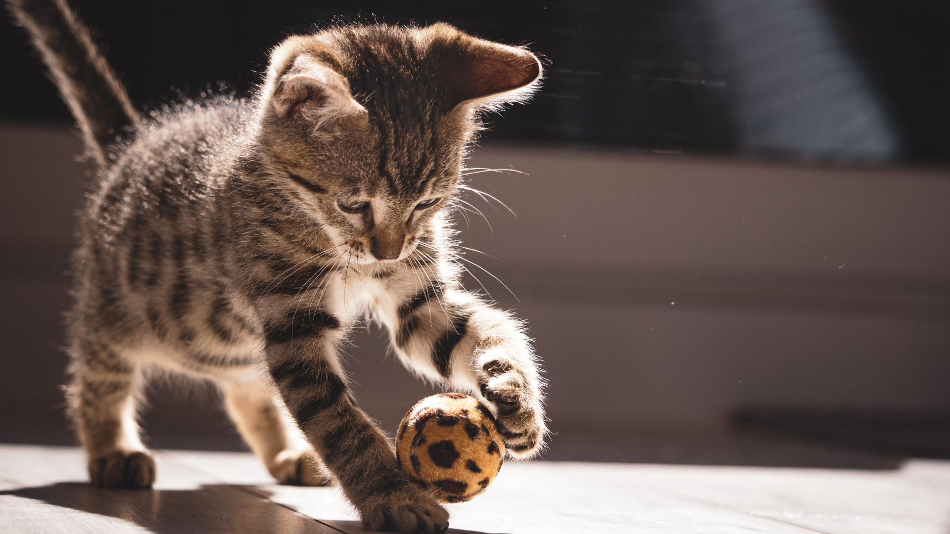 Pets: Everything We Need To Know About Cats