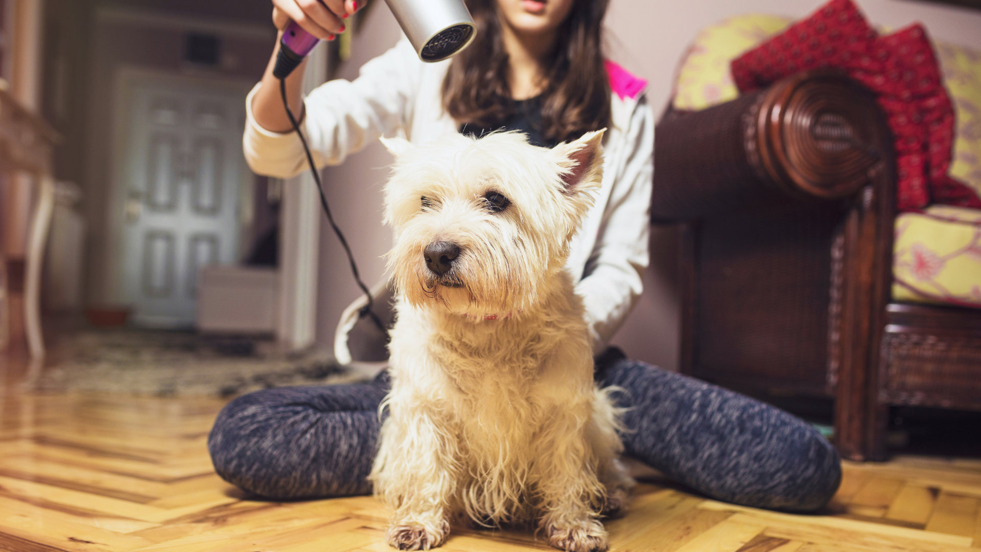 How to Groom Your Pet at Home Like a Pro: Essential Tips for a Professional Finish