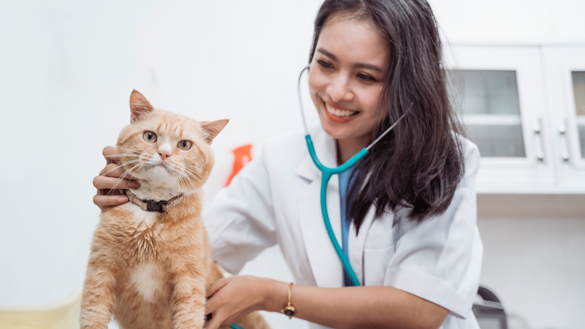 The Importance of Regular Veterinary Check-Ups for Your Pets: Ensuring Their Health and Well-Being